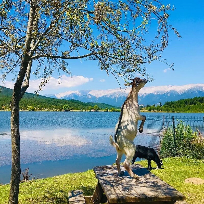 Uludağ’ın Zirvesinde Bungalov Evler’de Konaklama, Gököz Natural Park